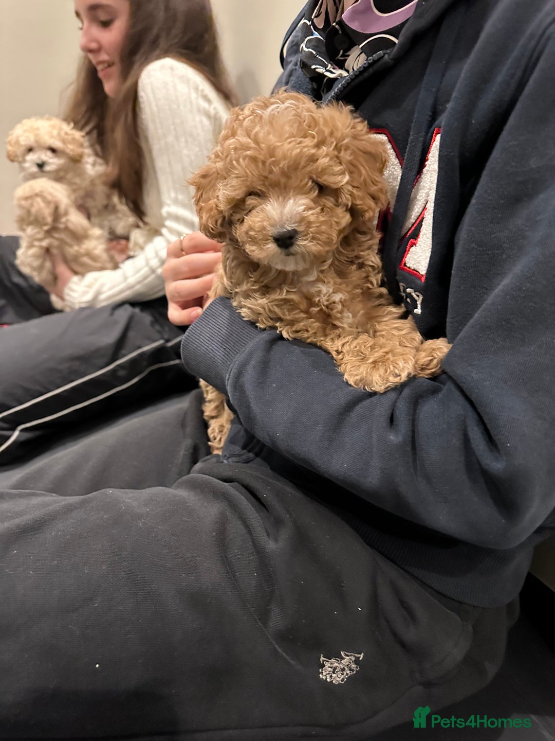 Maltipoo dogs for sale: Rare maltipoo puppies please read description  - Advert 15