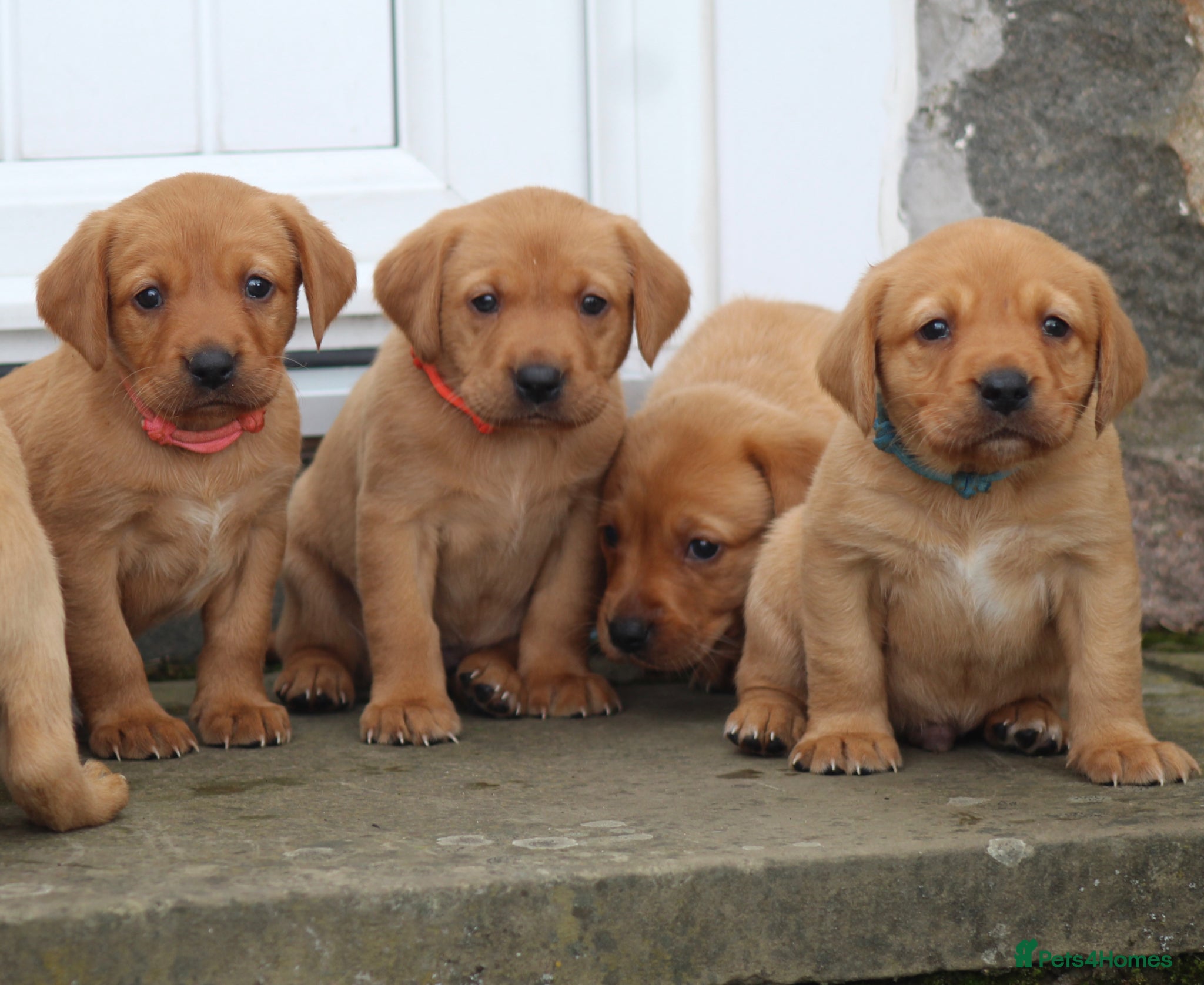 Labrador Retriever dogs Health Tested Labrador Puppies For Sale  - Advert 1