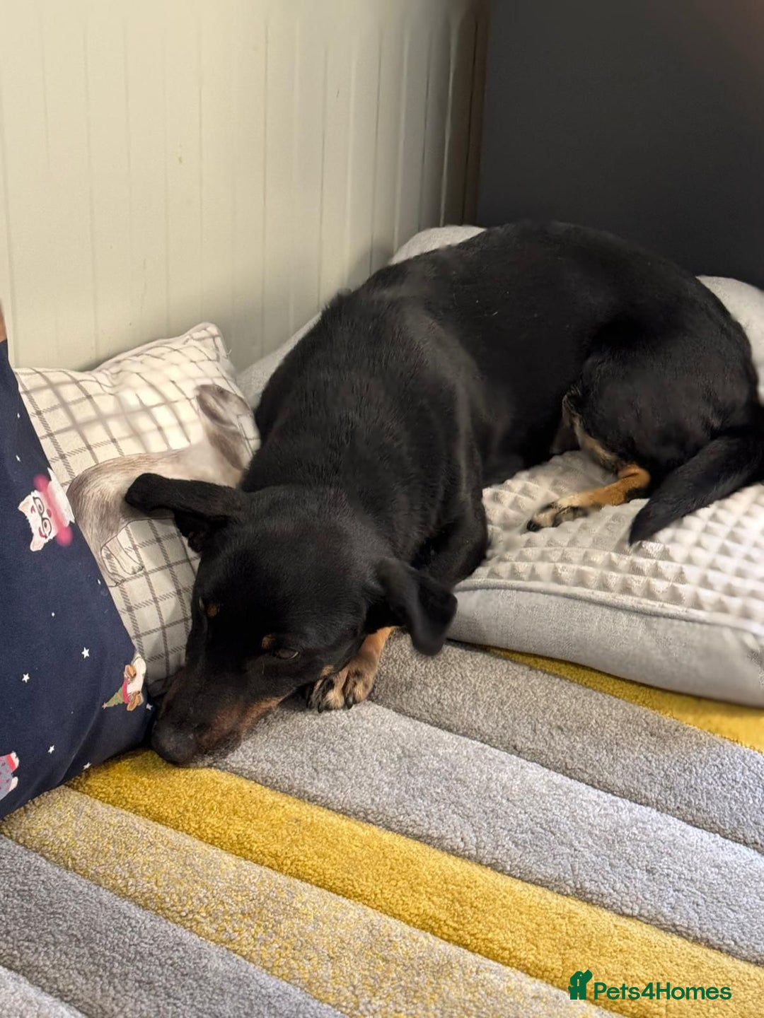 Mixed Breed dogs for adoption: Beautiful Ember looking for love - Advert 15