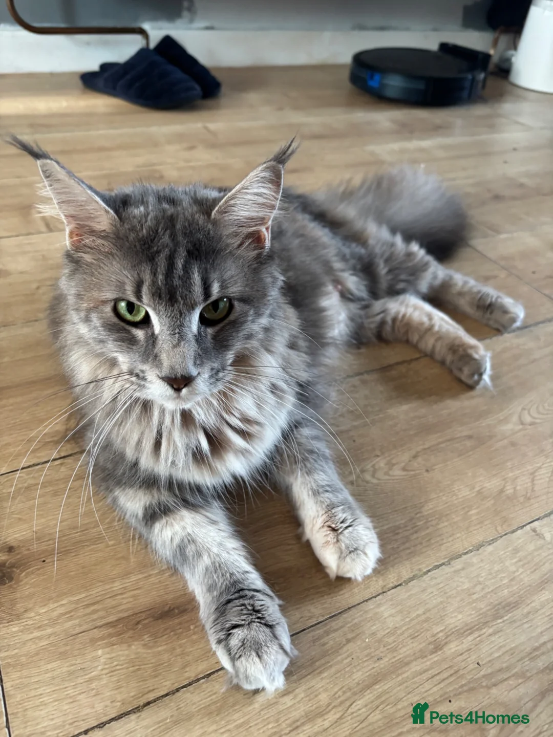 Maine Coon cats for sale: 🩶 Stunning Maine Coon Kittens 💕 - Advert 2
