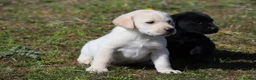 Labrador Retriever dogs for sale: Labrador puppies. Beautiful black and golden pups - Advert 4