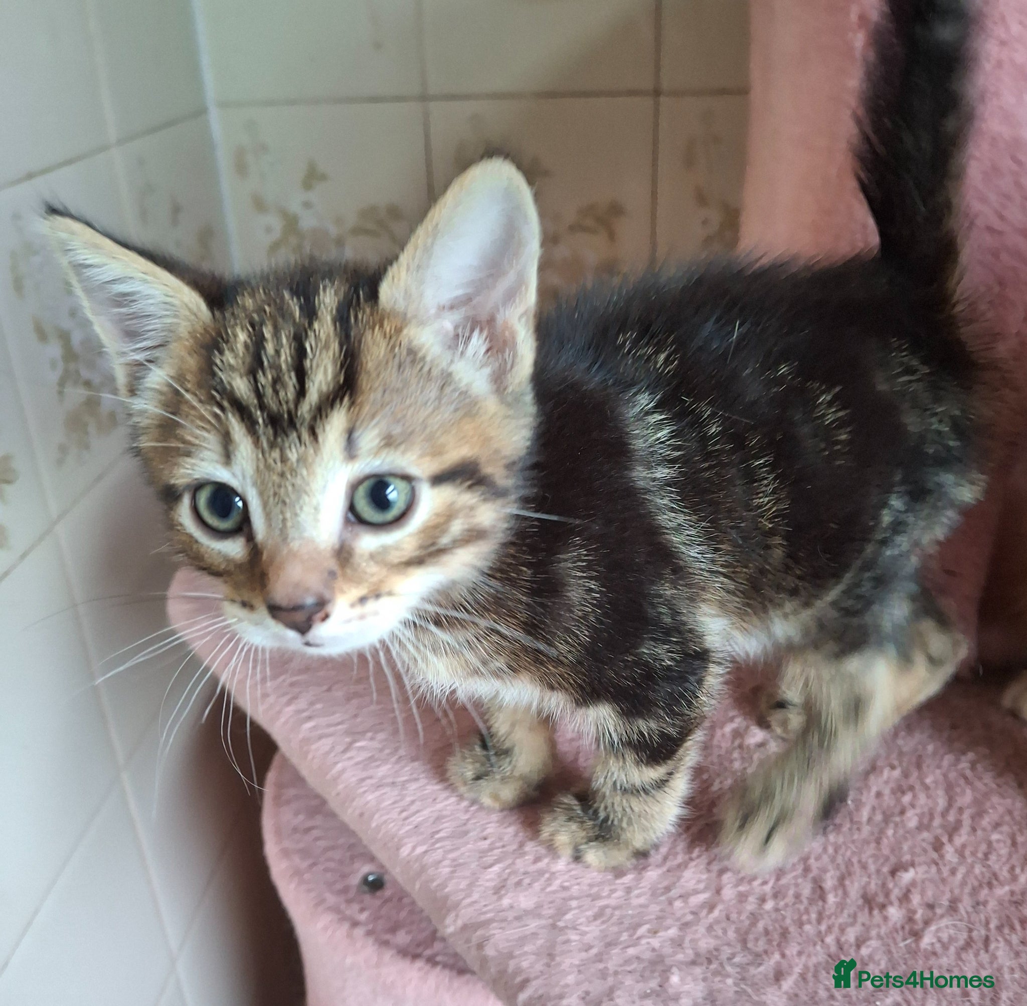 Mixed Breed cats for sale: 2 Beautiful Boys Available  - Advert 9