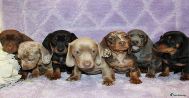Miniature Dachshund dogs - Advert 5
