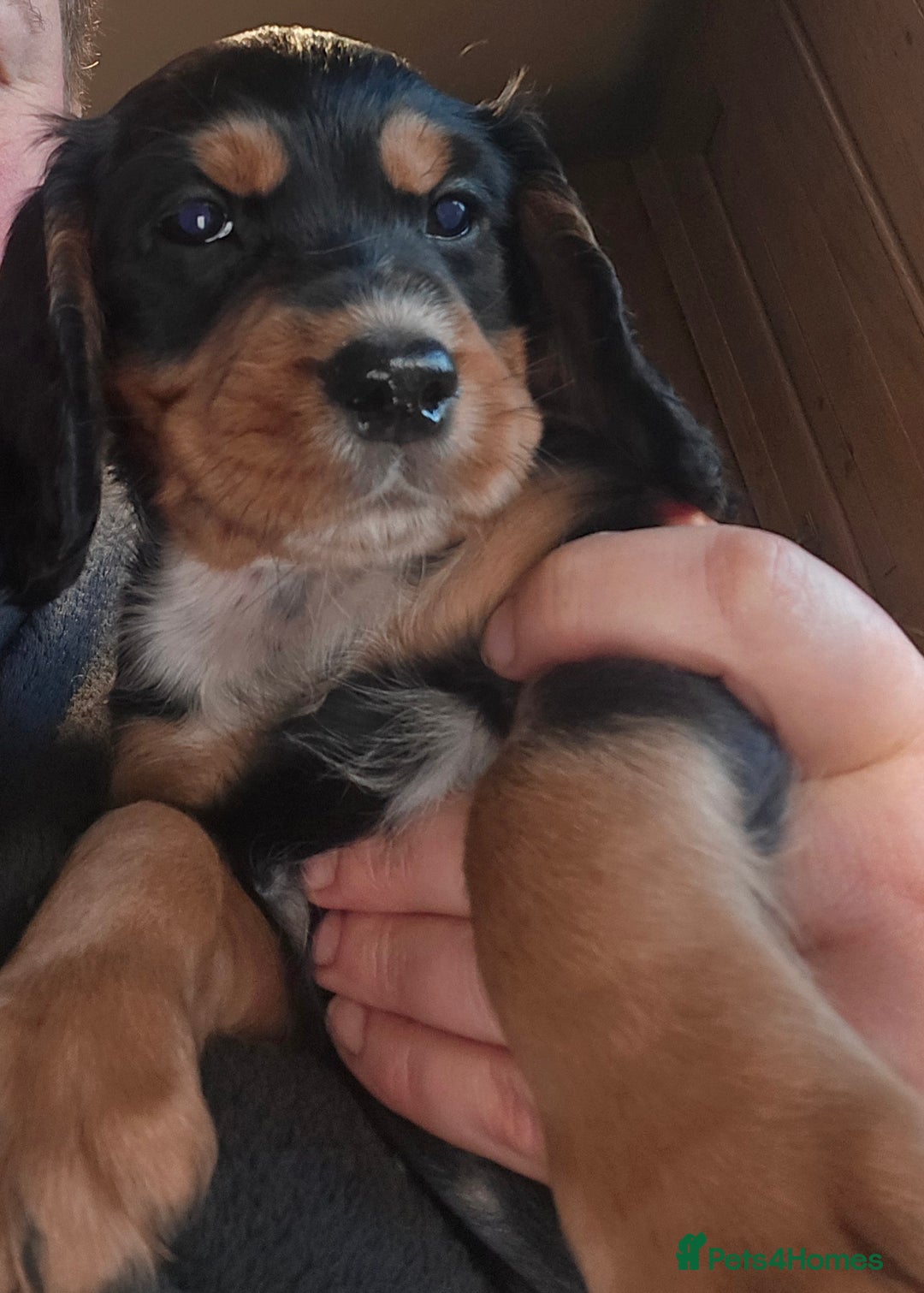 Cocker Spaniel dogs for sale: KC REGISTERED COCKER SPANIEL WORKING LINE PUPS  - Image 21