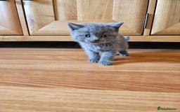 Scottish Fold cats for sale: Scottish fold and straight ears kittens for sale.  - Image 8