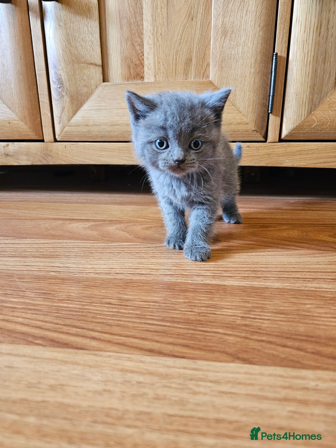 Scottish Fold cats for sale: Scottish fold and straight ears kittens for sale.  - Image 8