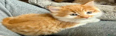 Mixed Breed 5