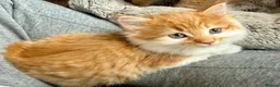 Mixed Breed cats for sale: ABSOLUTELY STUNNING GINGER KITTENS - Advert 2