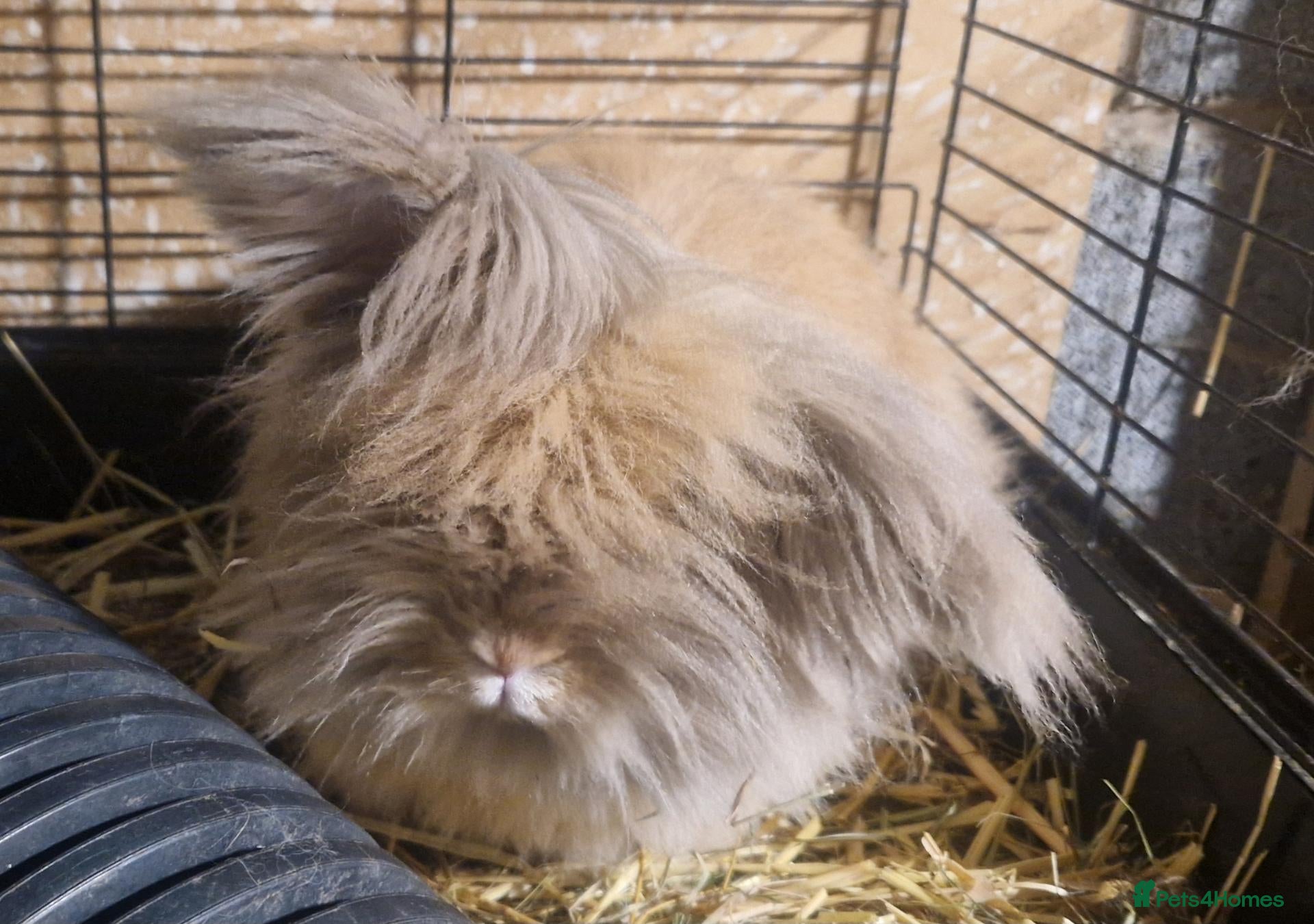 Mini Lion Lop rabbits Friendly, loving, young Lion-lop boy Garfield🐰♥️  - Advert 9