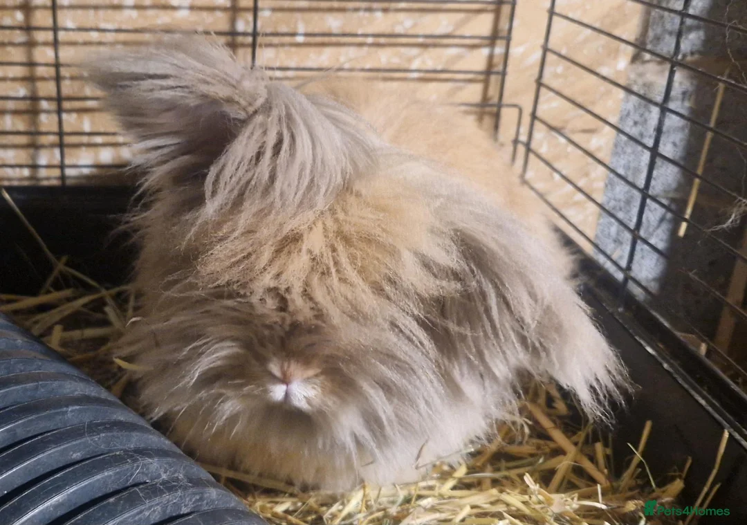Mini Lion Lop rabbits for sale: Friendly, loving, young Lion-lop boy Garfield🐰♥️  - Advert 1