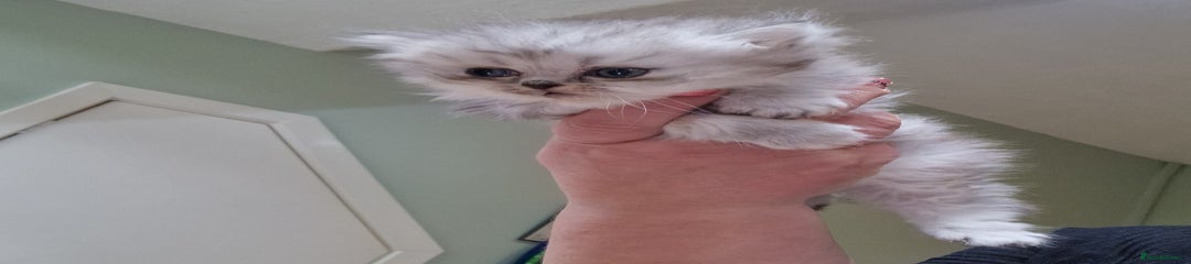 Persian Kitten 4