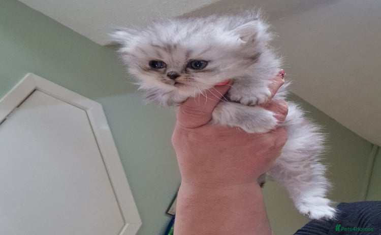 Persian cats - Advert 13