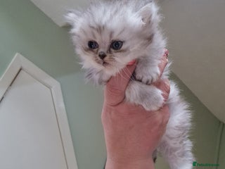 Persian cats - Advert 18