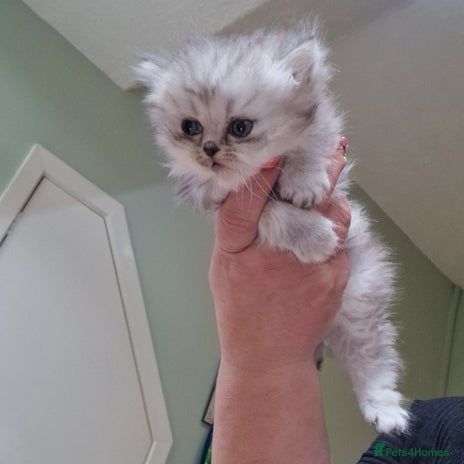 Persian cats - Advert 8
