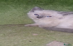 Ragdoll cats for sale: Beautiful pure breed ragdoll kittens  - Image 5