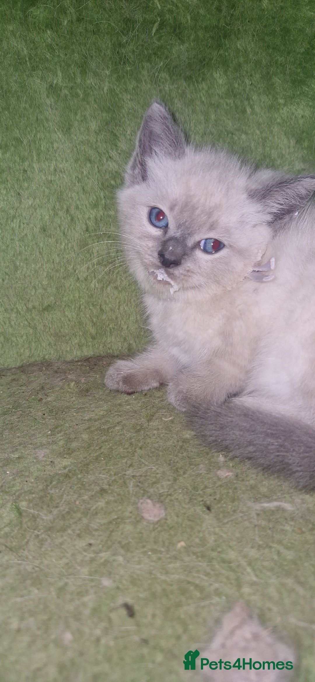 Ragdoll cats for sale: Beautiful pure breed ragdoll kittens  - Image 5