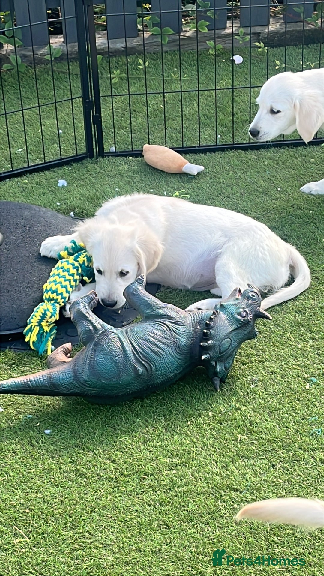 Golden Retriever dogs for sale: 🏆 Kc reg puppies health tested parents 🏆 - Image 11