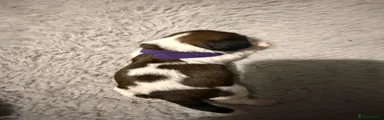 Shih Tzu 3