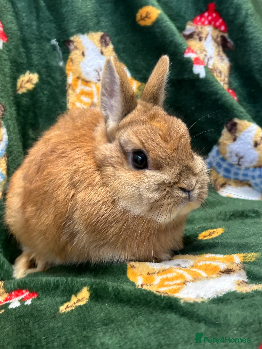 Netherland Dwarf rabbits for sale: Baby Netherland dwarfs Ready now  - Advert 3