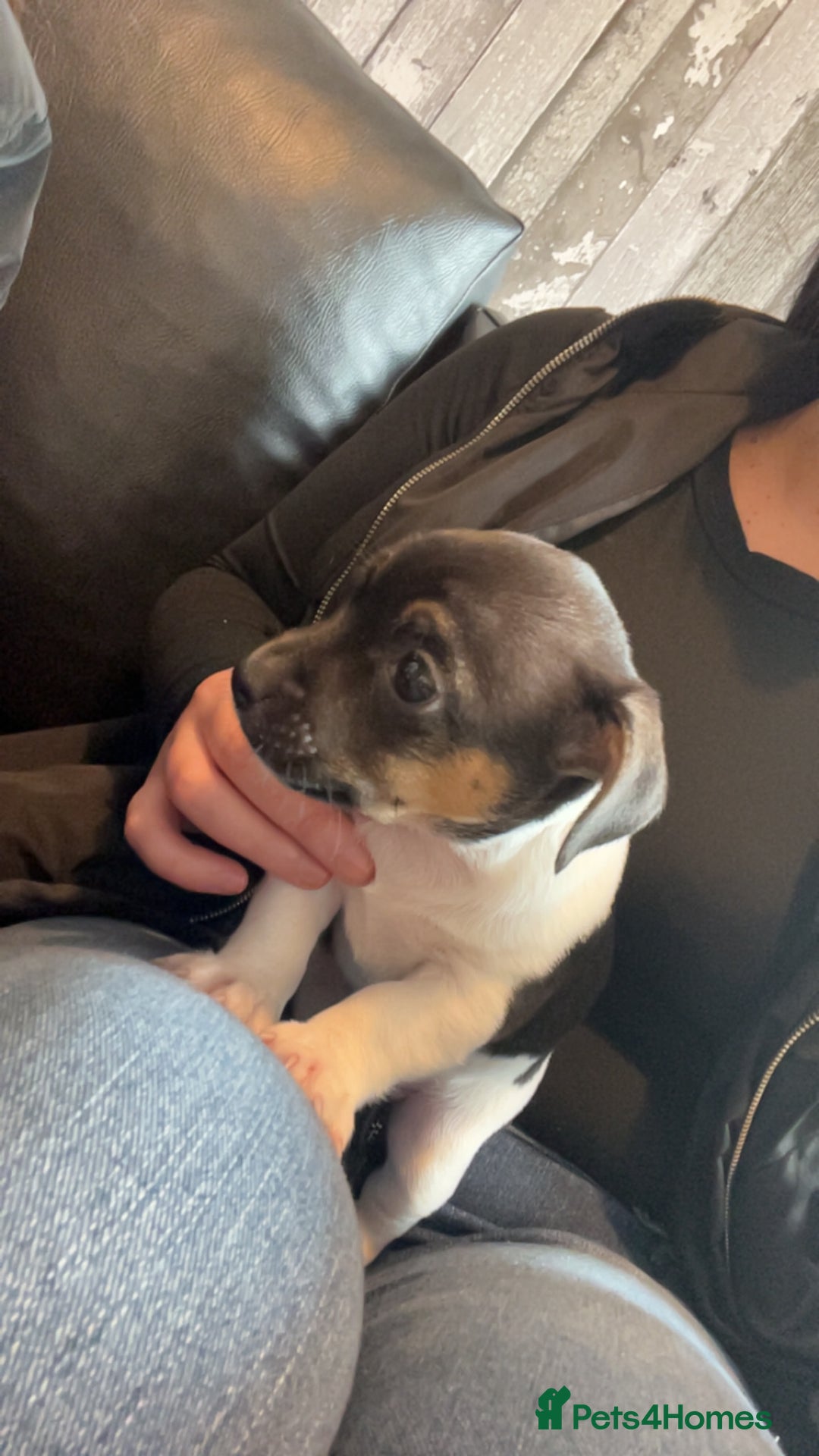 Jack Russell dogs for stud: Proven Jack Russell Stud in Aberdeen - Advert 7