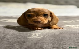 Dachshund dogs for sale: Beautiful dachshunds - Image 4