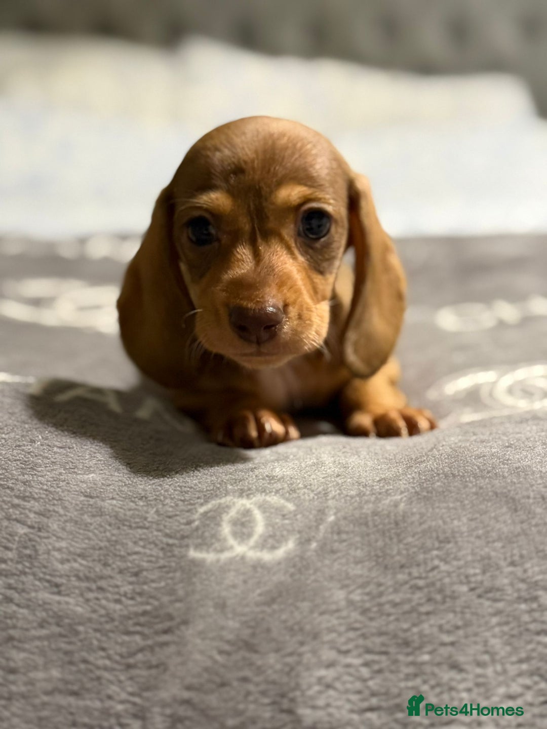 Dachshund dogs for sale: Beautiful dachshunds - Image 4