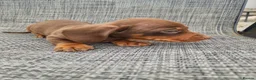 Dachshund dogs for sale: Dachshund puppies 8wks - Advert 23