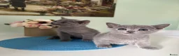 Russian Blue cats for sale: Pedigree TICA registered Russian blue kittens - Advert 10