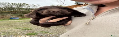 Cocker Spaniel 3