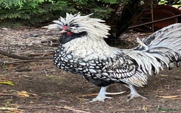 Chickens poultry for sale: Pure Bred Polish Cockerels and limited hens - Image 6