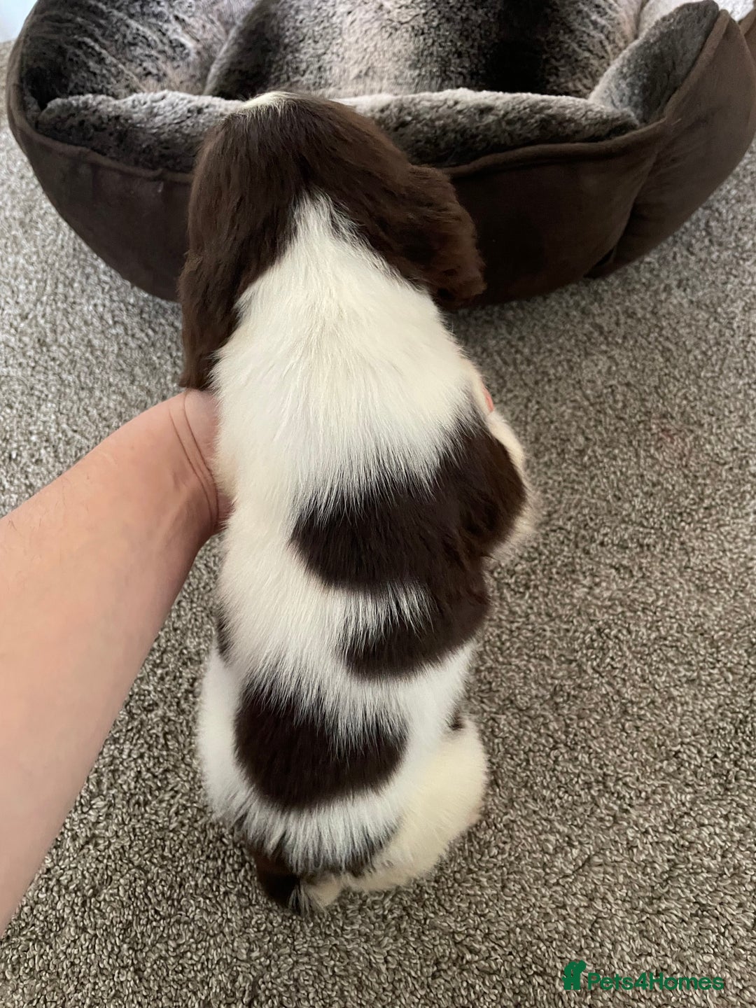 Cocker Spaniel dogs for sale: Cocker spaniel puppies  - Image 4