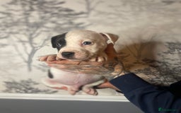 Mixed Breed dogs for sale: Bulldogs for sale  - Image 27