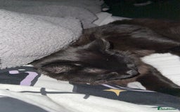 Domestic Shorthair cats for sale: Brother and sister black kittens  - Advert 1