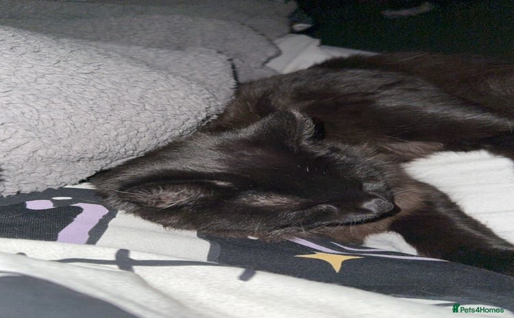 Domestic Shorthair cats Brother and sister black kittens  - Advert 1