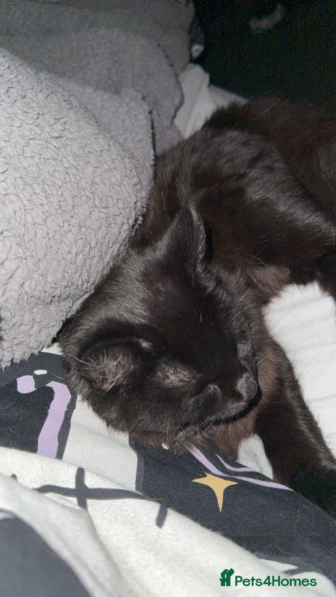 Domestic Shorthair cats for sale: Brother and sister black kittens  - Advert 1