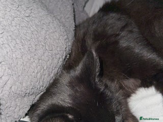 Domestic Shorthair cats Brother and sister black kittens - Advert 1