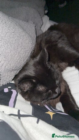 Domestic Shorthair cats Brother and sister black kittens - Advert 2