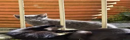 Mixed Breed cats for sale: 3 young gorgeous kittens  in Skipton - Advert 6