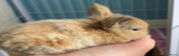 Mini Lion Lop rabbits for sale: 3 gorgeous mini lop X lion head bunny’s for sale.  - Advert 6