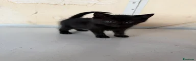 Domestic Shorthair 3