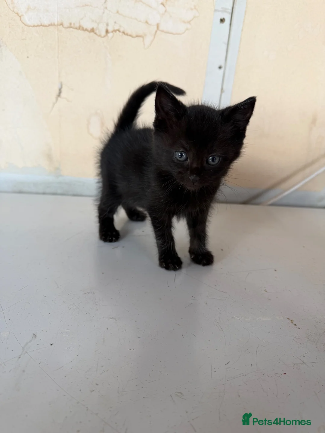 Domestic Shorthair cats for sale: 1 girl and 2 boys in Maldon - Advert 8