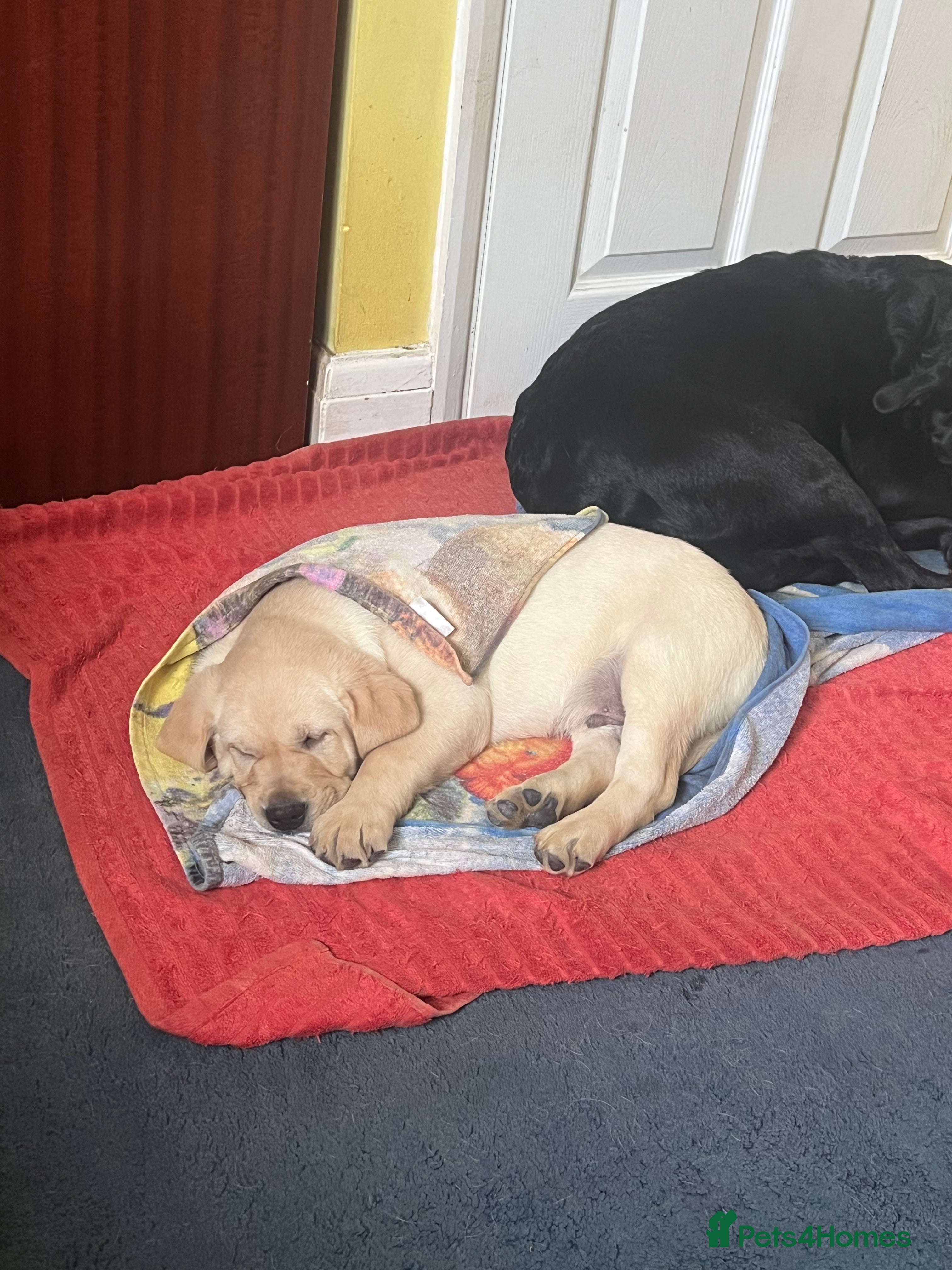Labrador Retriever dogs KC Registered Royal Bloodline Puppies - Advert 18