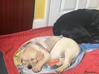 Labrador Retriever dogs KC Registered Royal Bloodline Puppies - Advert 18