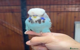Budgerigars birds for sale: Beautiful Hand Reared Exhibition Budgie - Advert 2