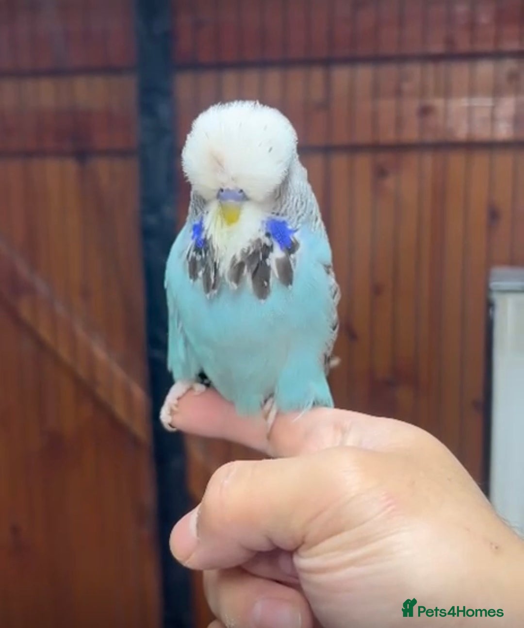 Budgerigars birds for sale: Beautiful Hand Reared Exhibition Budgie - Advert 2