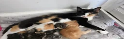Mixed Breed cats for sale: Beautiful kittens ready for a new home - Advert 1