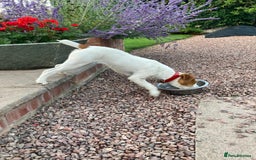 Parson Russell dogs for sale: Quality Parson Russell terrier pups - Image 9
