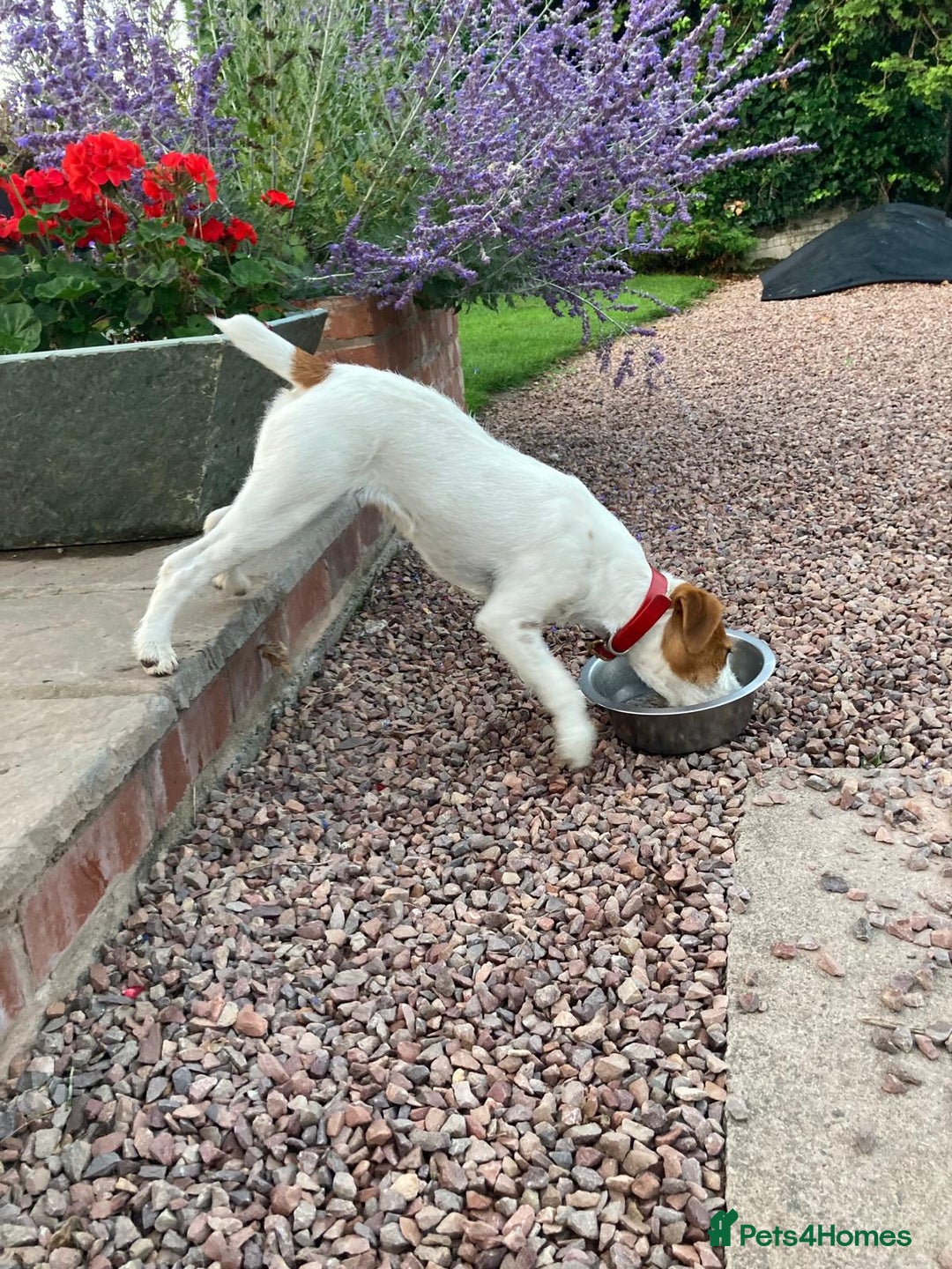 Parson Russell dogs for sale: Quality Parson Russell terrier pups - Image 9