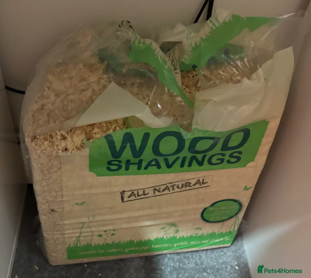 Tortoise reptiles for sale: Tortoise and setup in Chesterfield - Advert 6