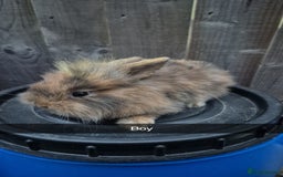 Lionhead rabbits for sale: Baby Lionhead rabbits 8 weeks old - Image 3